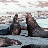 La poligamia extrema de los elefantes marinos del sur puede causar su muerte prematura