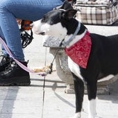 ¿Cómo puedes viajar con tu mascota en Renfe? Todo lo que tienes saber