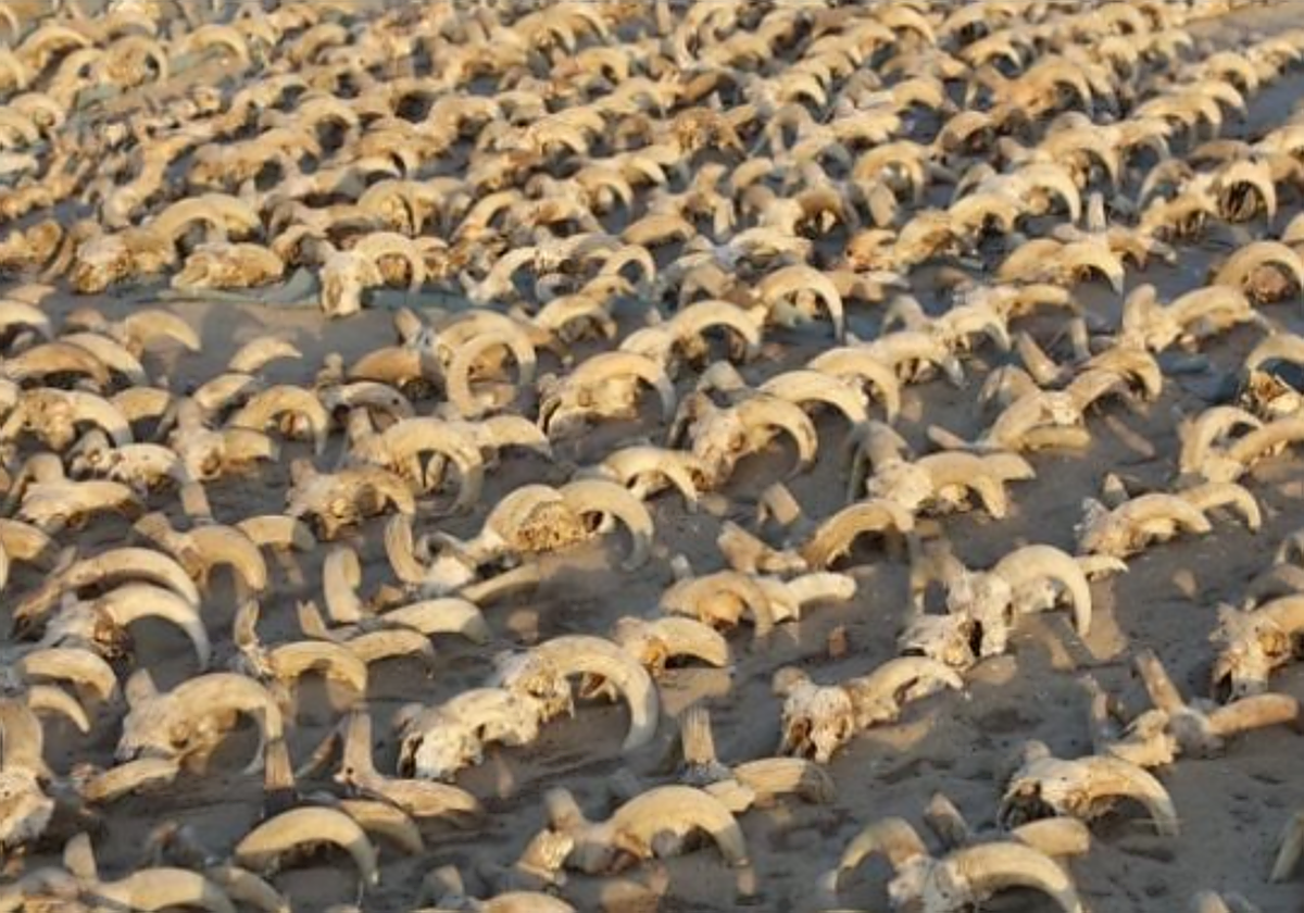 Más de 2.000 cabezas de ganado han sido descubiertas en la parte norte del templo