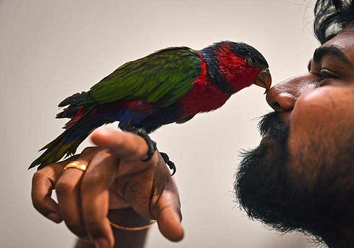 Un listado específico reculará los animales de compañía que se pueden tener