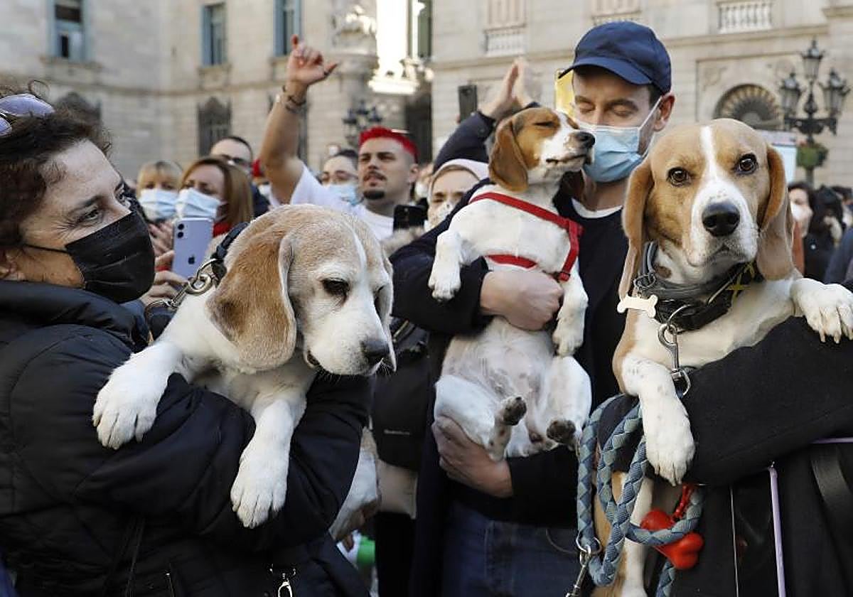 El BOE publica la ley de bienestar animal y anuncia la fecha en la que ...