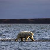 Los océanos alcanzan temperaturas récord: «Entran en territorio desconocido»