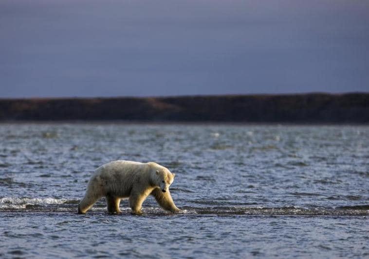 Los océanos alcanzan temperaturas récord: «Entran en territorio desconocido»