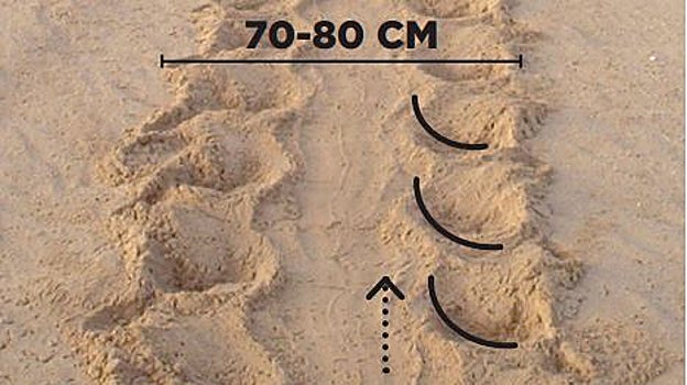 Rastro de una tortuga boba