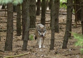 Alemania permite la caza de lobos con sólo una oveja herida