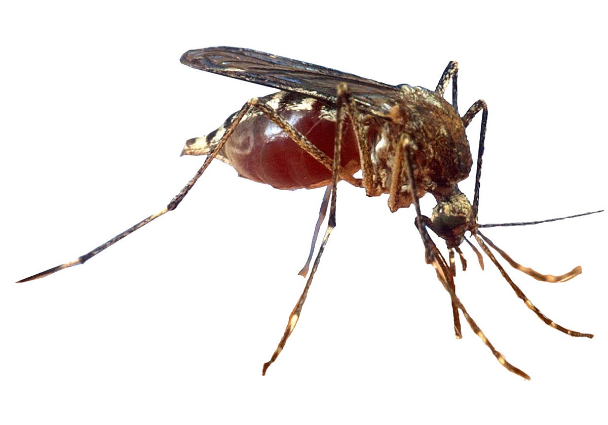 Mosquito tigre, el insecto que actúa como transmisor de la infección