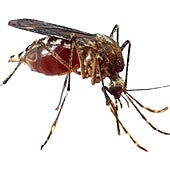 La OMS prepara siete vacunas para frenar la expansión del virus chikungunya