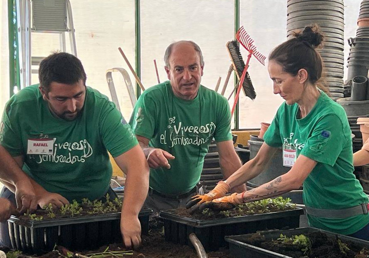 Unos trabajadores preparan unos plantones en los viveros El Sembrador de Hellín