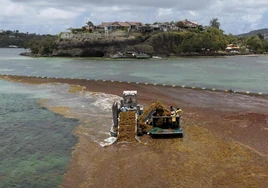 El sargazo, el alga que amenaza con destruir el turismo del Caribe mexicano