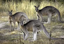Australia valora sacrificar canguros para evitar que mueran de hambre
