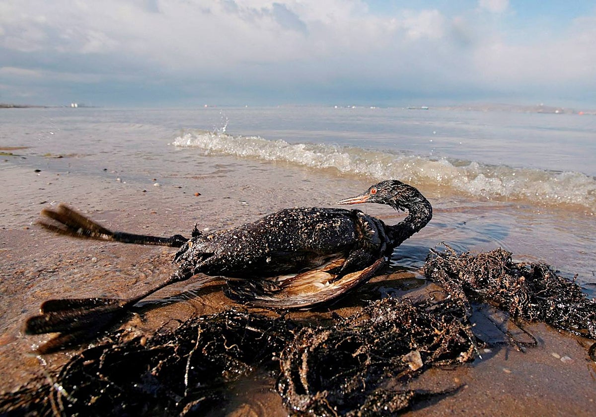 Un millón de especies animales y vegetales se encuentran en peligro de extinción