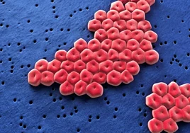 La Inteligencia Artificial  identifica un nuevo antibiótico eficaz contra una 'superbacteria'