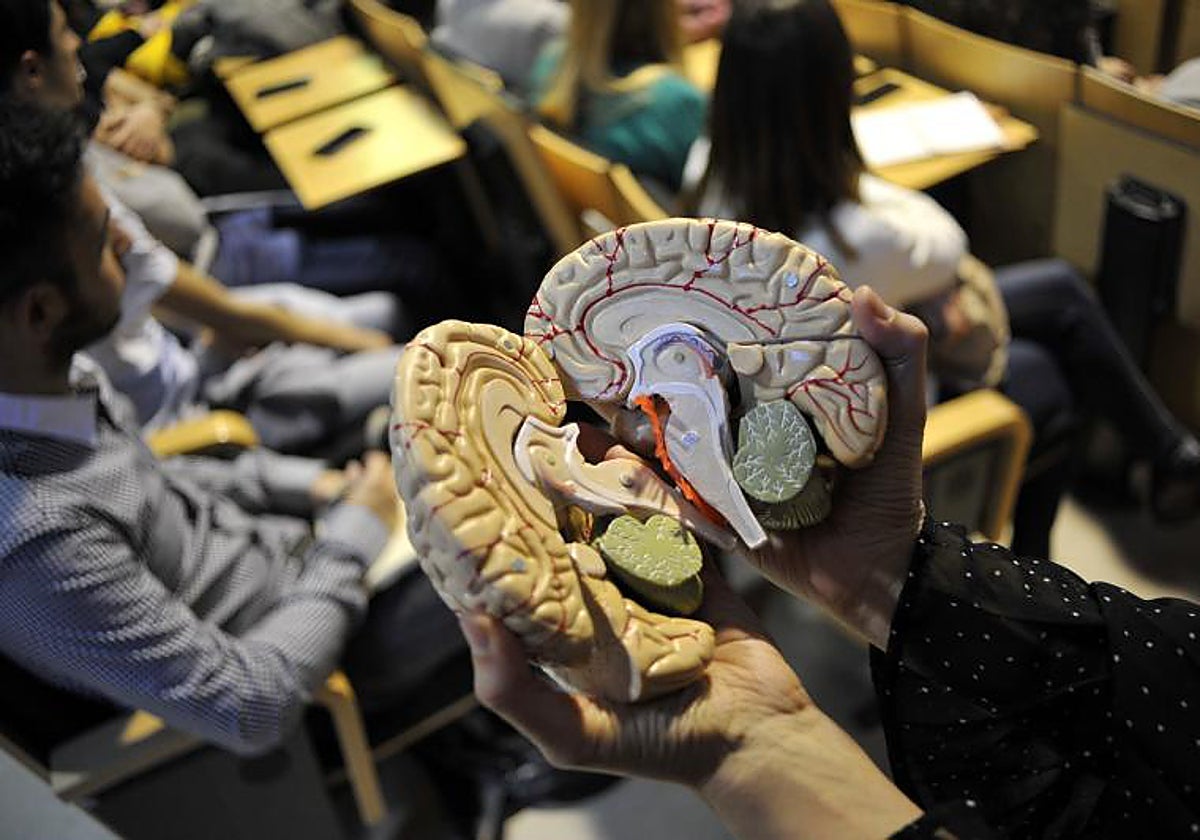 Recreación de un cerebro humano/ Vídeo: Día Mundial de la Esclerosis Múltiple, enfermedad crónica que afecta a mujeres jóvenes