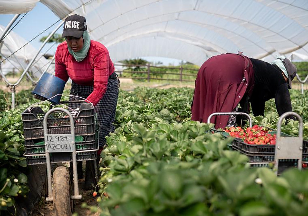 Recogida de fresa en El Rocío, junto al Parque Nacional de Doñana