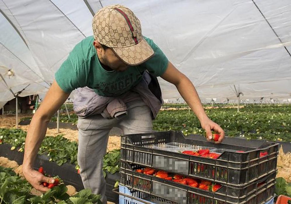 Un joven recolecta fresa en Huelva