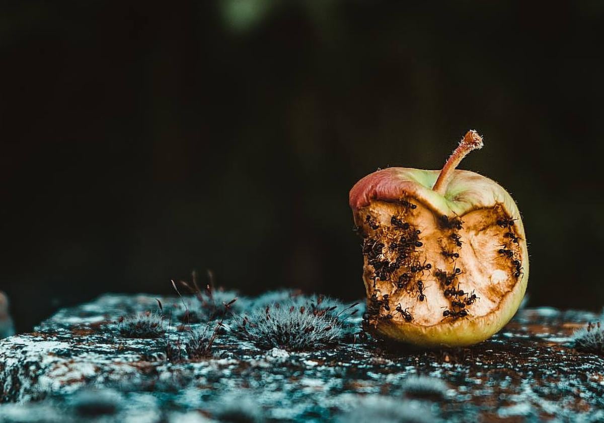 Manzana en mal estados