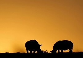Reintroducen 16 rinocerontes blancos de Sudáfrica en un Parque Nacional de la República Democrática del Congo