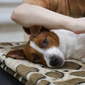 Las novedosas técnicas de masaje para nuestras mascotas: TuiNa, Shiatsu, Reiki