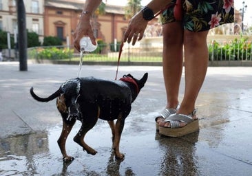 Cómo prevenir y actuar ante golpes de calor en nuestras mascotas