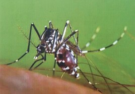 Aumentan «peligrosamente» los casos de dengue y fiebre del Nilo en el Mediterráneo