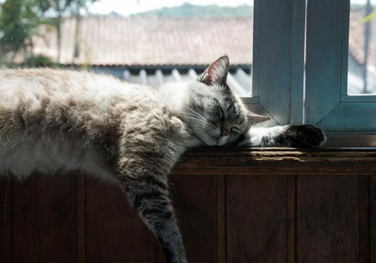 Lindo gatito, feliz cumpleaños 2 años