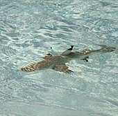 Esta es la bandera que se debe poner si hay tiburones en la playa