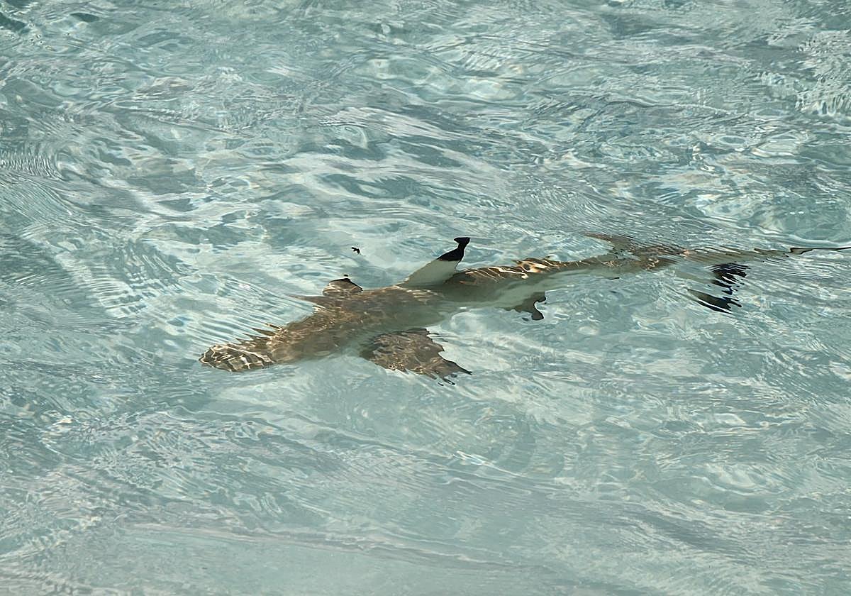 La señal que se debe colocar en la playa si hay tiburones
