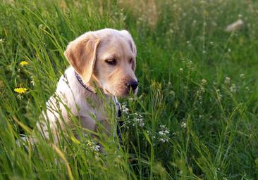 Un cachorro de labrador muere al pasar casi cinco horas en la bodega de un autobús