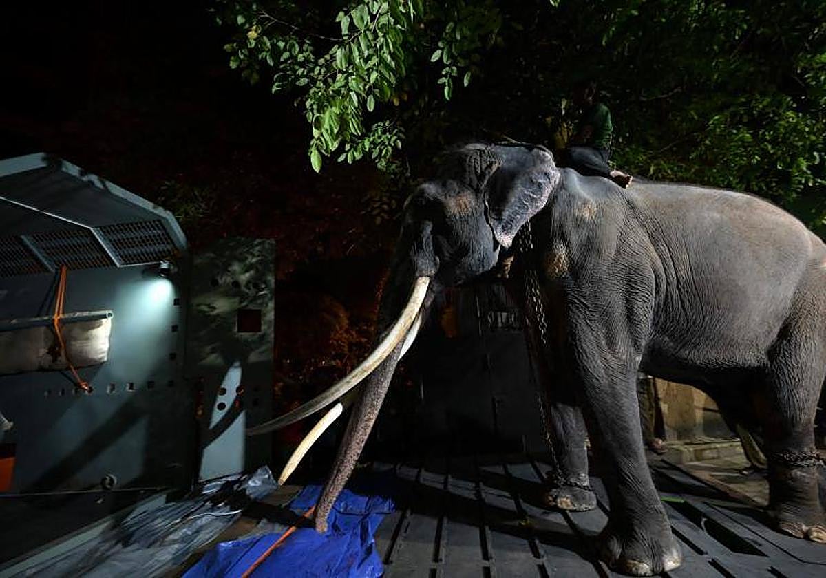 Un elefante regresa a Tailandia a raíz de una querella diplomática con Sri Lanka