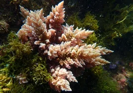 'Tropicalización' del Mediterráneo: una alga del Índico, altamente invasora, amenaza con colonizar el litoral
