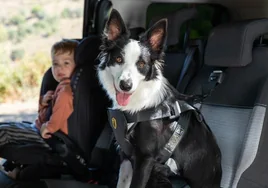 ¿Viajas en coche con tu perro? Cinco consejos a tener en cuenta para su seguridad