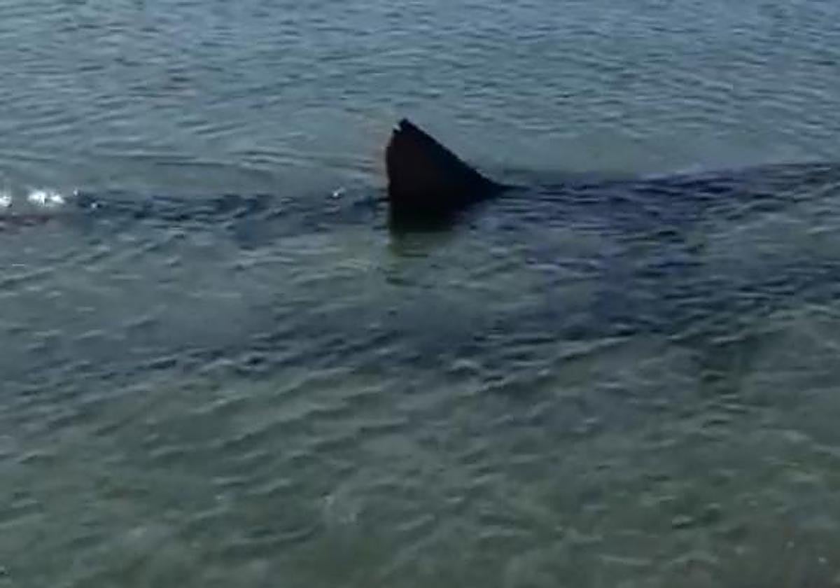 Este es el motivo por el que los tiburones se acercan a las costas españolas