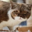 ¿Será obligatorio esterilizar a los perros y los gatos con la nueva Ley de bienestar animal?