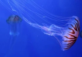 El 60% de las incidencias en las costas españolas son por picaduras de medusas: qué hacer y cuáles son las recomendaciones