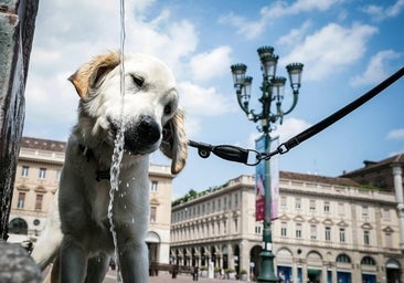 Qué es el seguro de responsabilidad civil para perros: cuánto cuesta, qué cubre y en qué comunidades ya es obligatorio