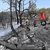 Al menos 34 muertos por los incendios forestales en Argelia