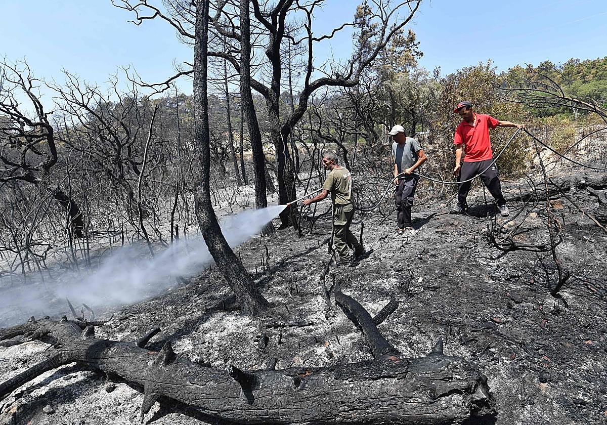 Tres hombres rocían de agua los árboles quemados por uno de los incendios en Argelia