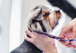 ¿Es conveniente cortar el pelo a los perros por el calor?