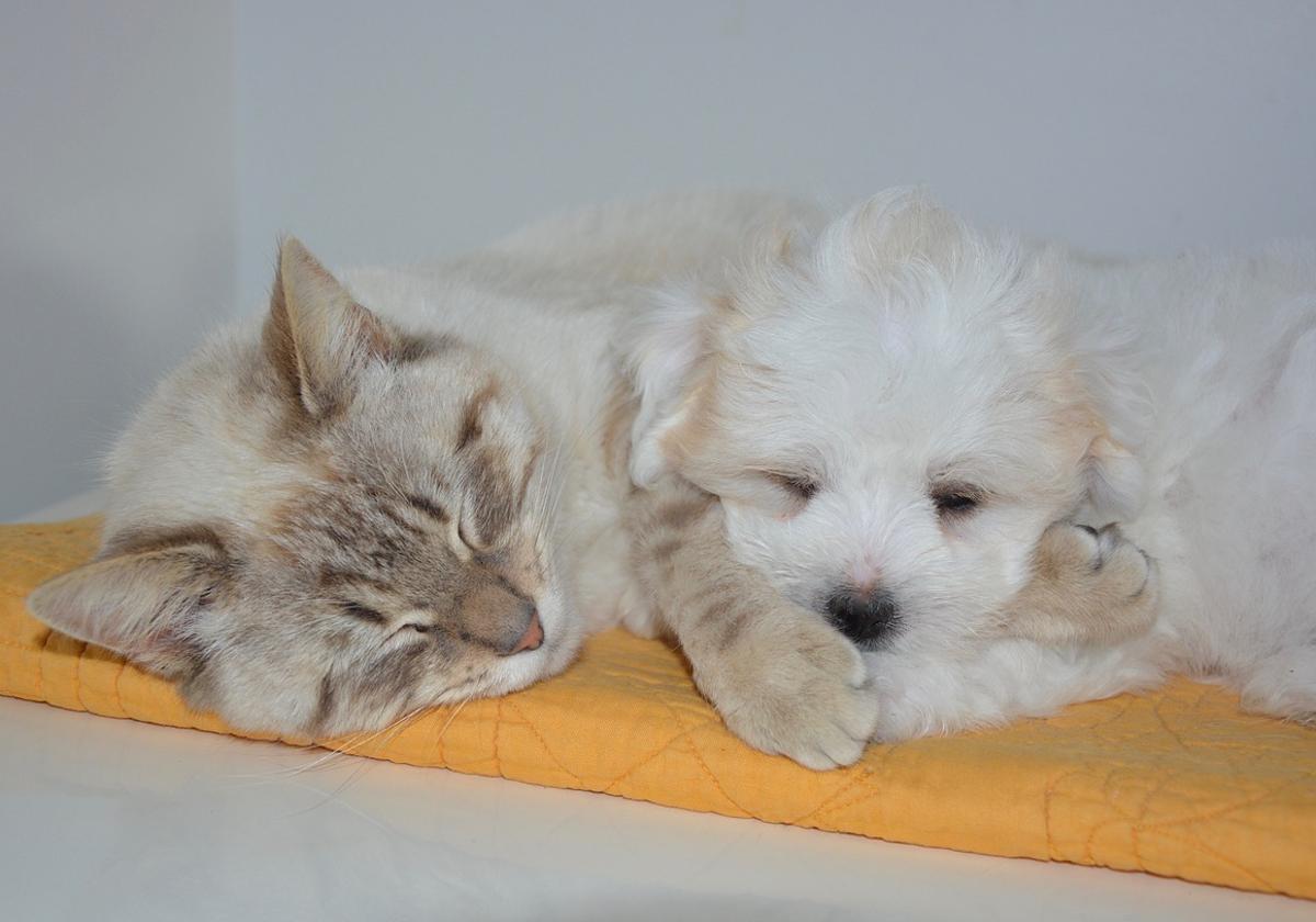 puedes contraer la tiña de los perros