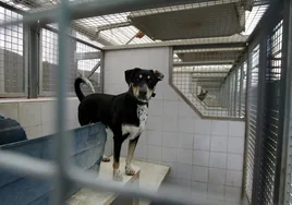 La Real Sociedad Canina de España lucha contra el abandono de 466 perros al día