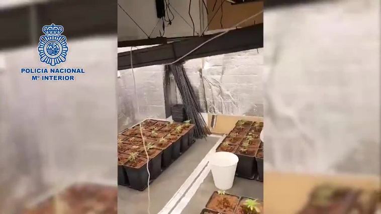 'Narcopiso' desmantelado en Villaverde.