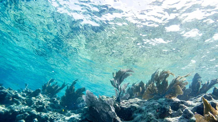 El océano en Florida registra temperaturas similares a las de un jacuzzi