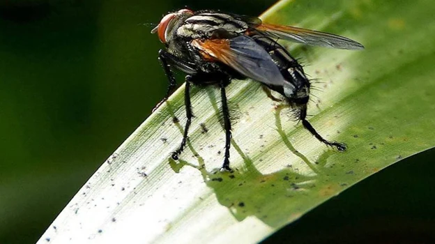 Alerta por la mosca negra en España cómo es y qué puede provocar su peligrosa mordedura