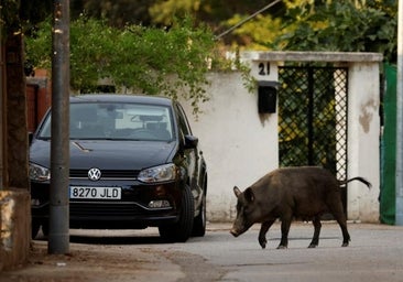 Los jabalíes se reproducen ya como ratas: «Nunca ha habido tantos en España»