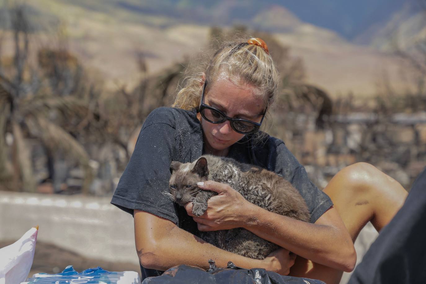 Un gato rescatado de los incendios