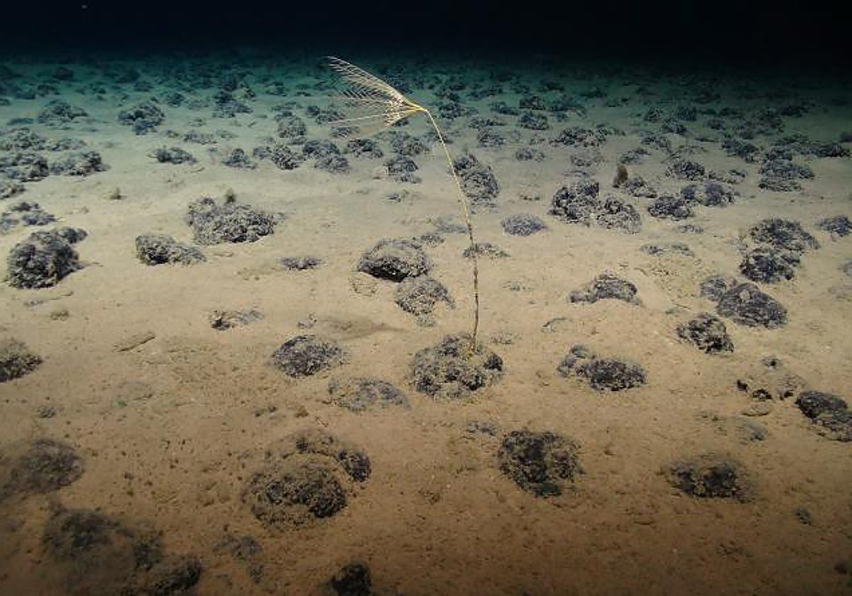 Nódulos polimetálicos en la zona Clarion-Clipperton