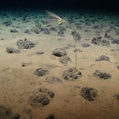 Nadie reclama el 'oro tecnológico' de la mayor mina submarina del mundo