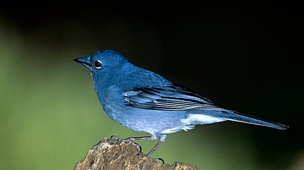 Pinzón azul de Tenerife