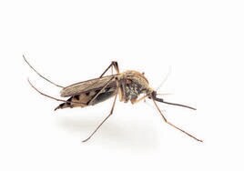 Usutu, el otro virus que avanza en Europa por la picadura de mosquitos