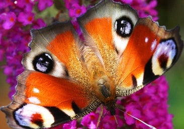 Un estudio financiado por Bayer concluye que «las actividades antropogénicas en general» son la mayor causa del declive de insectos